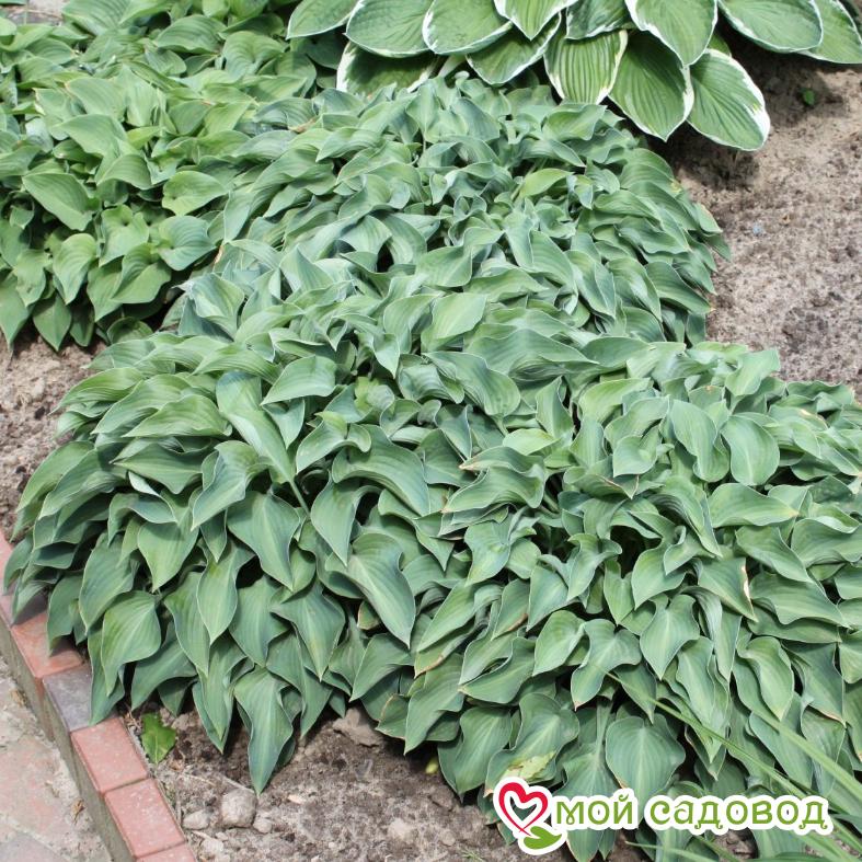 Хоста Блу Кадет