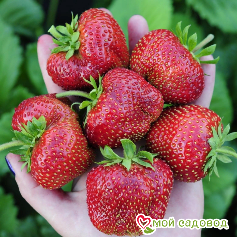 Клубника Кисс неллис