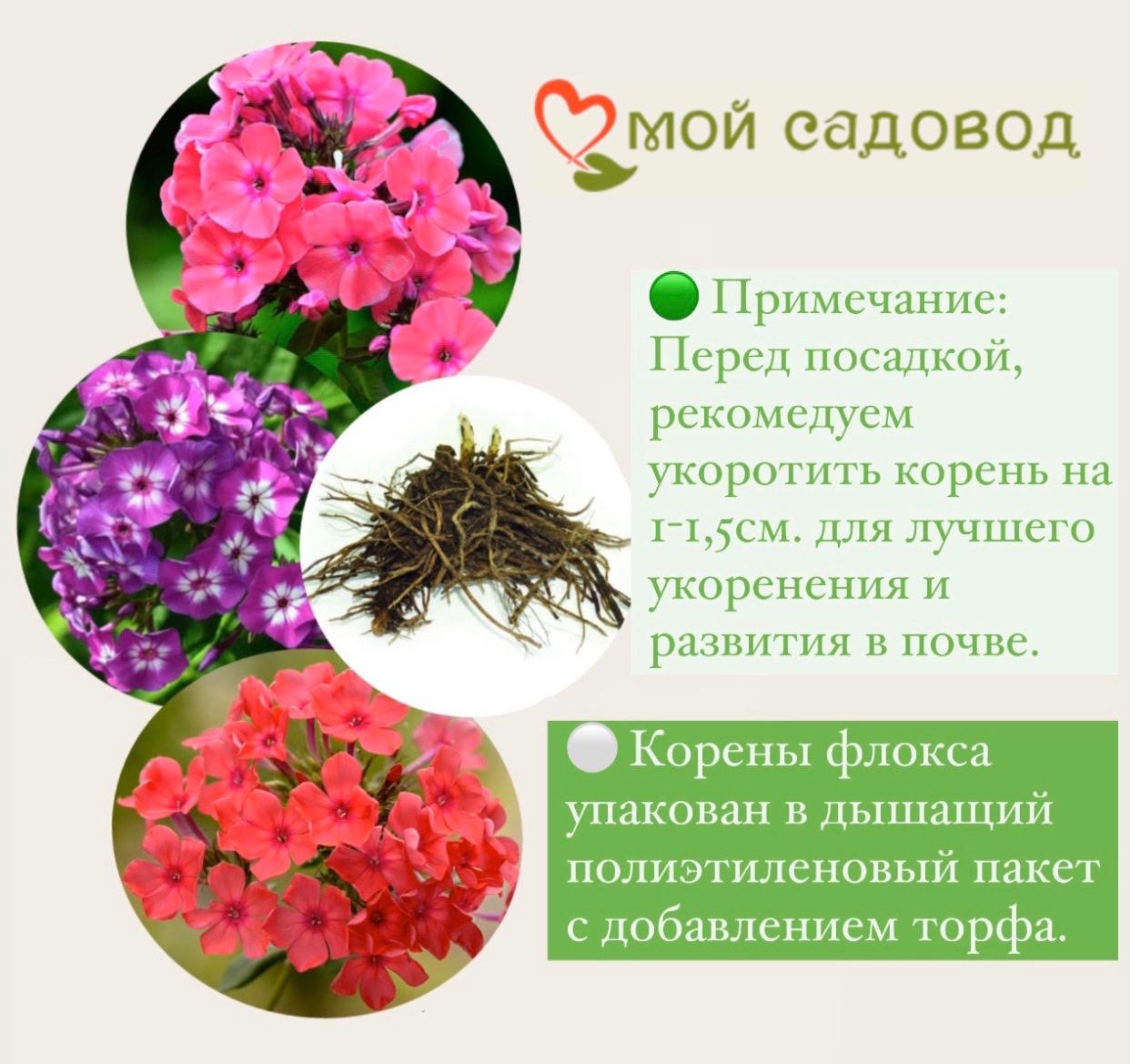 Флокс метельчатый Кул Бест