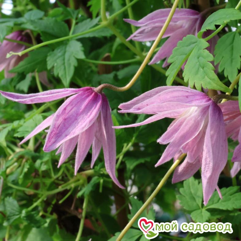 Клематис Пинк Сюрпрайз