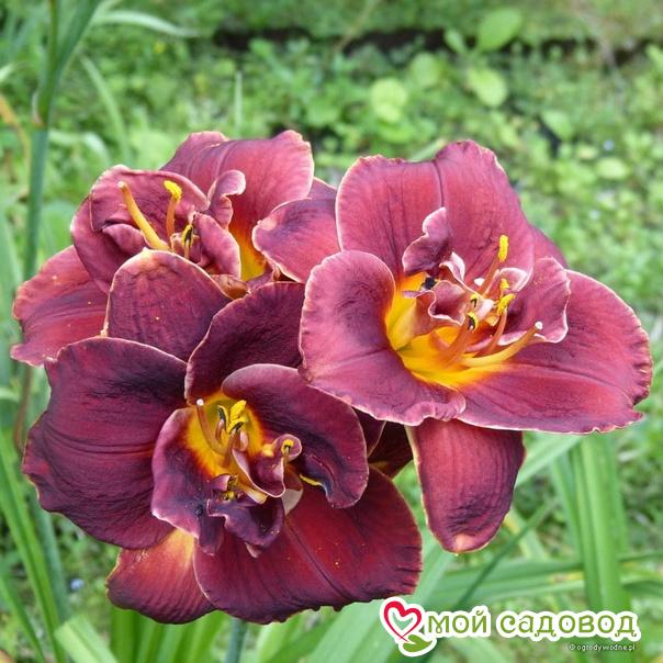 ЛИЛЕЙНИК НАЙТ ЭМБЕРС