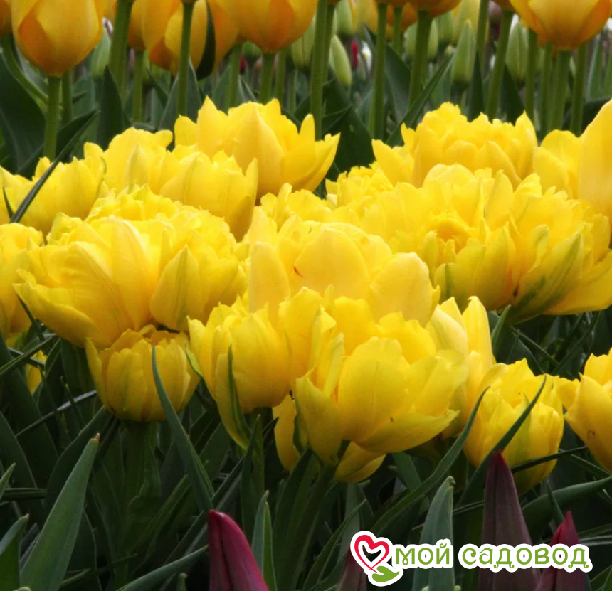 Тюльпан Монте Карло